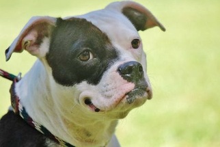 Olde Bulldog Dogs for adoption in Yardley, PA, USA