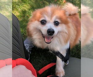 Pomeranian Dogs for adoption in Lebanon, PA, USA