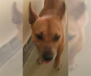 Bull Terrier-Unknown Mix Dogs for adoption in Sanford, FL, USA