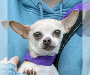 Chihuahua-Unknown Mix Dogs for adoption in Huntley, IL, USA