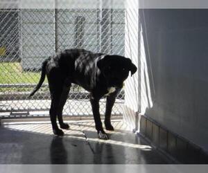Boxador Dogs for adoption in Sanford, FL, USA