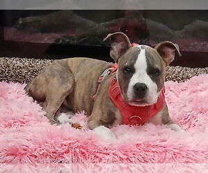 American Pit Bull Terrier-Unknown Mix Dogs for adoption in Denton, TX, USA