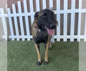 Mutt Dogs for adoption in Modesto, CA, USA