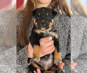 Mutt Dogs for adoption in Garden City, NY, USA