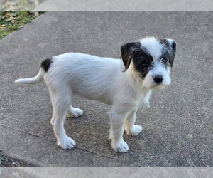 Chi-Poo (Miniature) Dogs for adoption in Rosenberg, TX, USA