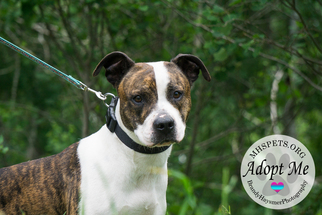 American Pit Bull Terrier-Unknown Mix Dogs for adoption in Lake City, MI, USA