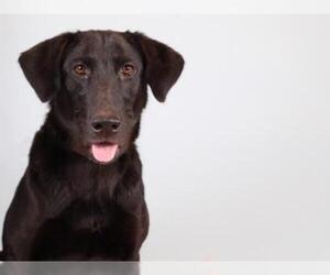 Labrador Retriever Dogs for adoption in Hampton Bays, NY, USA