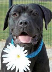 Boxador Dogs for adoption in Lorain, OH, USA