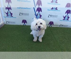 Maltese Dogs for adoption in Orlando, FL, USA