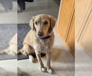 Golden Labrador Dogs for adoption in Minneapolis, MN, USA