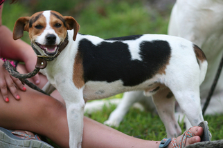 Raggle Dogs for adoption in Eureka Springs, AR, USA