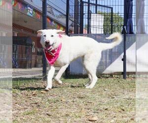 Labrador Retriever-Unknown Mix Dogs for adoption in San Antonio, TX, USA