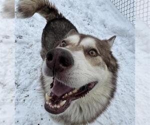 Alaskan Malamute-Unknown Mix Dogs for adoption in Anchorage, AK, USA
