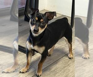 Chihuahua-Unknown Mix Dogs for adoption in Redlands, CA, USA