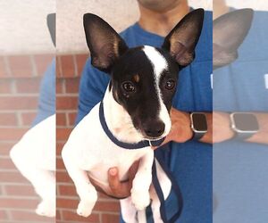Rat Terrier Dogs for adoption in Carrollton, TX, USA