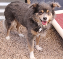 Pomeranian Dogs for adoption in phoenix, AZ, USA