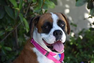 Medium Photo #1 Boxer Puppy For Sale in Alameda, CA, USA