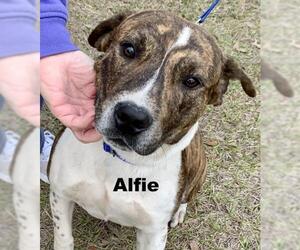 Mutt Dogs for adoption in Williston, FL, USA