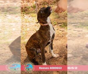Bulldog-Unknown Mix Dogs for adoption in Mobile, AL, USA