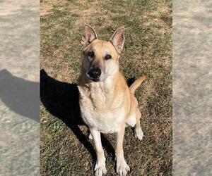 German Shepherd Dog Dogs for adoption in Lee's Summit, MO, USA