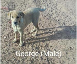 - Mix Dogs for adoption in NYC, NY, USA
