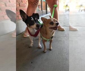 Rat Terrier Dogs for adoption in Los Banos, CA, USA