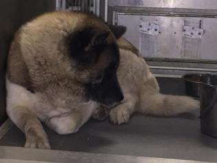 Akita Dogs for adoption in Modesto, CA, USA