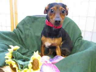 Chiweenie Dogs for adoption in Santa Clara, CA, USA