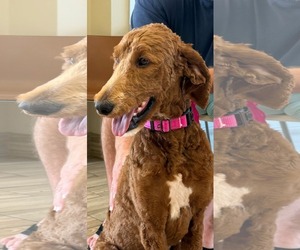 Poodle (Standard) Dogs for adoption in Valrico, FL, USA
