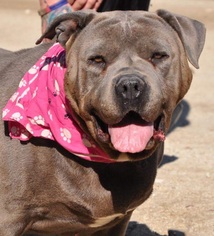 American Staffordshire Terrier-Unknown Mix Dogs for adoption in Indio, CA, USA