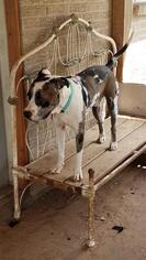 Catahoula Leopard Dog Dogs for adoption in Victoria, TX, USA