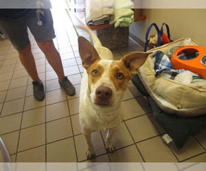 Mutt Dogs for adoption in Ocala, FL, USA