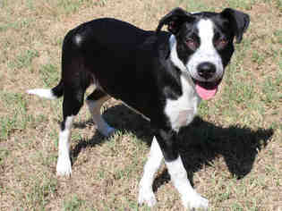 Borador Dogs for adoption in Edmond, OK, USA