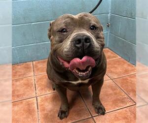 American Pit Bull Terrier Dogs for adoption in Downey, CA, USA