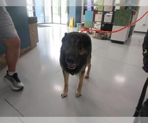 German Shepherd Dog Dogs for adoption in Temple, TX, USA