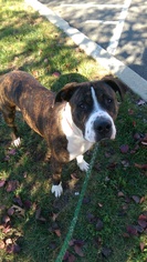 Boxer Dogs for adoption in Perth Amboy, NJ, USA