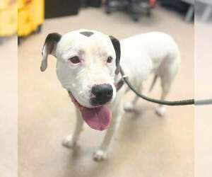 American Staffordshire Terrier Dogs for adoption in Aurora, CO, USA