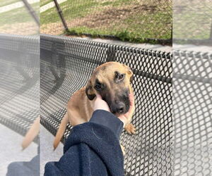 German Shepherd Dog-Unknown Mix Dogs for adoption in Imlay City, MI, USA