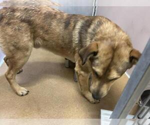 Labrottie Dogs for adoption in Martinez, CA, USA