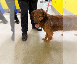 Field Spaniel-Unknown Mix Dogs for adoption in Forestville, MD, USA