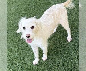 Cockapoo (Miniature) Dogs for adoption in San Diego, CA, USA
