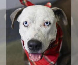 American Staffordshire Terrier-Unknown Mix Dogs for adoption in San Antonio, TX, USA