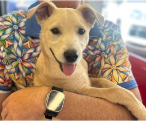 Mutt Dogs for adoption in Studio City, CA, USA