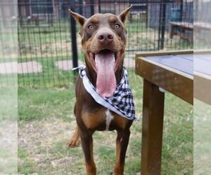 Doberman Pinscher-Unknown Mix Dogs for adoption in San Antonio, TX, USA