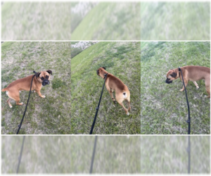 Boxer Dogs for adoption in  Katy, TX, USA