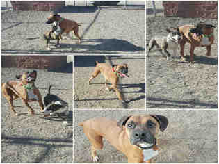 Boxer Dogs for adoption in Brighton, CO, USA