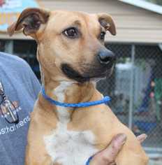 Mountain Cur-Unknown Mix Dogs for adoption in Elmsford, NY, USA