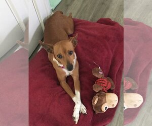 - Mix Dogs for adoption in Glenwood, GA, USA
