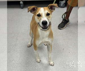 Retriever -Unknown Mix Dogs for adoption in Washington, DC, USA