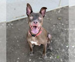 Staffordshire Bull Terrier-Unknown Mix Dogs for adoption in Modesto, CA, USA